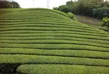 和束の茶畑