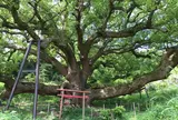 志々島の大楠