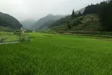 嬉野　　茶畑