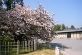 御車返しの桜