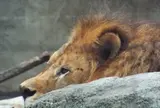 仙台市八木山動物公園