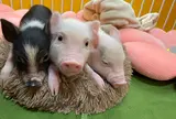 【Piglets cafe】マイクロブタの赤ちゃん専門カフェ