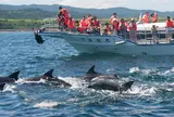 かづさイルカウオッチング