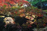 万葉公園　※湯河原