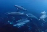 御蔵島ドルフィンツアー