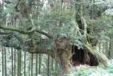 伊奈佐のスダジイ