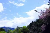フォレストアドベンチャー・こすげ