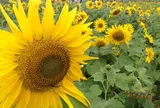 40万本のひまわり