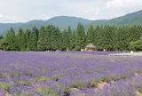 美郷町ラベンダー園