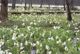 刺巻湿原ミズバショウ群生地