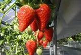 ストロベリーファーム太田農園(Strawberry farm Ota nouen)
