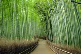 竹林の小径