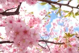 河津川