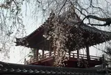 妙雲寺