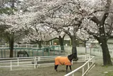 馬事公苑