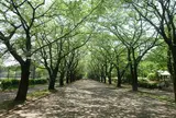 府中の森公園