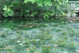 モネの池