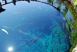 忍野八海