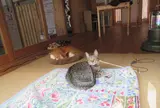 平野郷猫会議堂(にゃんこ堂)