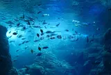 新江ノ島水族館