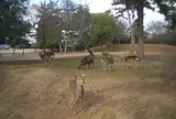 奈良公園