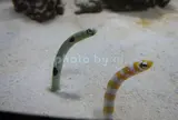 鴨川シーワールド