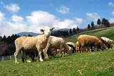 まかいの牧場