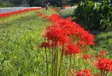 目久尻川（曼珠沙華群生地）