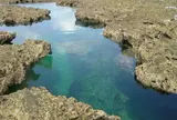 熱帯魚の家