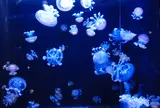 鶴岡市立加茂水族館（クラゲドリーム館）