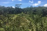 Tegallalang