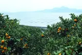 河内のみかん畑