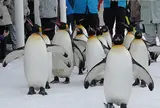 旭川市旭山動物園
