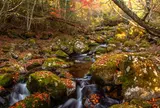 清流の森