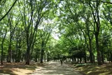 代々木公園