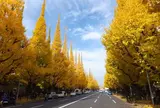 明治神宮外苑いちょう並木