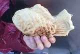 たいやき 浪花家総本店