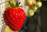 果実の国カップルズ