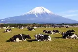 朝霧高原
