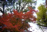 大興善寺のツツジ・モミジ