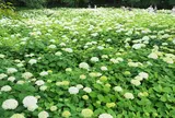 相模原北公園（あじさい）