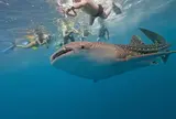 セブ島