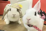 うさぎカフェ うさびび【池袋】