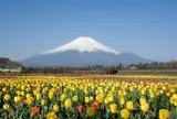 山中湖花の都公園