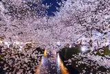 目黒川の桜並木