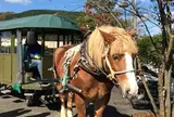 観光辻馬車