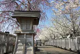 新川千本桜