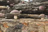 しいたけブラザーズ