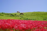 都井岬