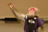 富士お猿の里・河口湖猿まわし劇場